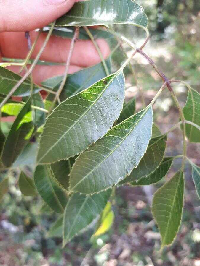 Astronium balansae — search result for 'Anacardiaceae'
