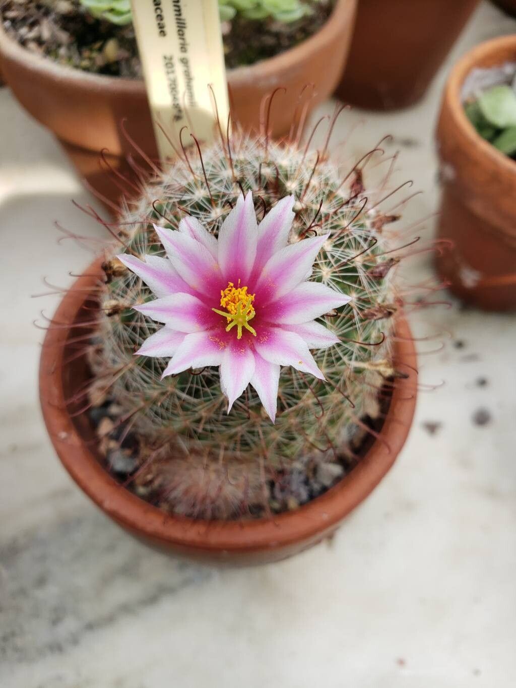 Cochemiea grahamii flower