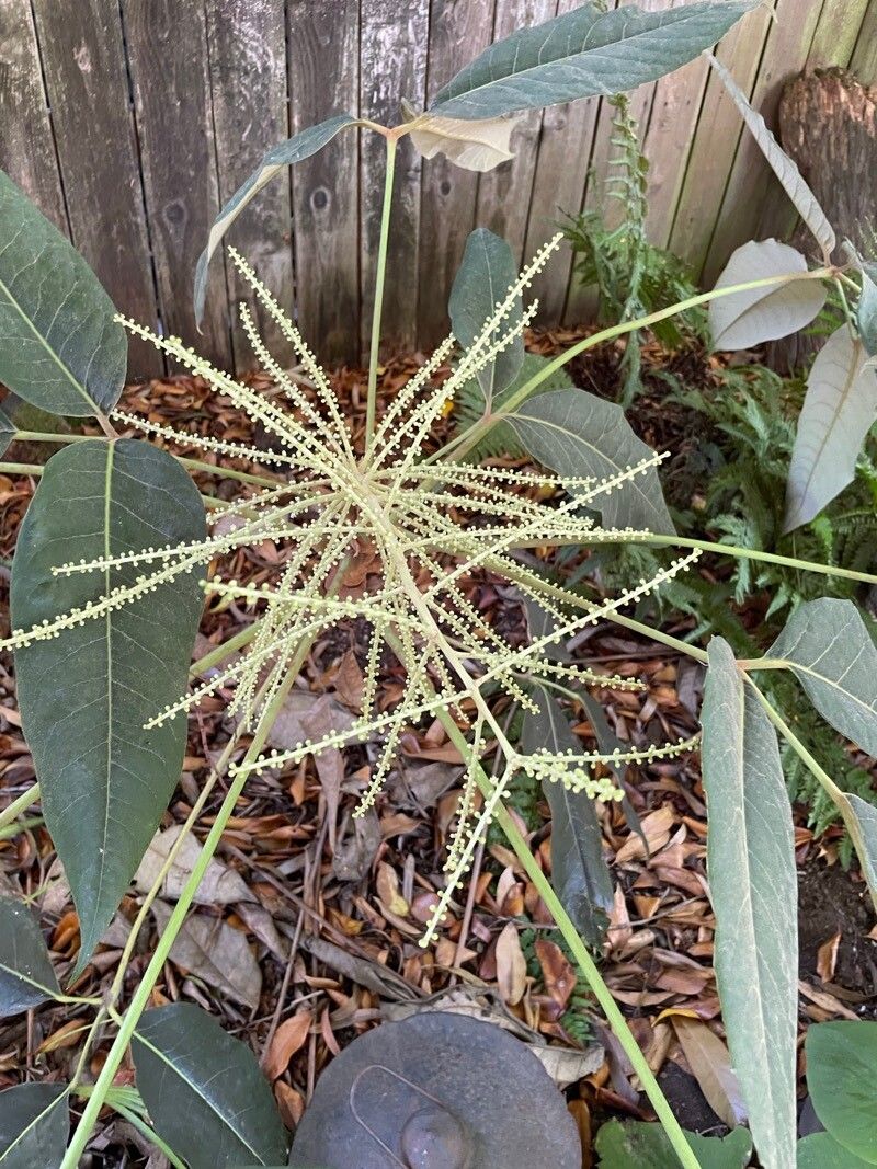 Heptapleurum delavayi flower