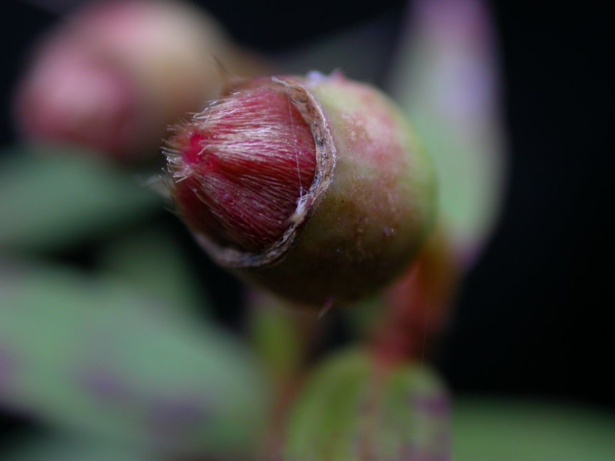 Osbeckia nutans other