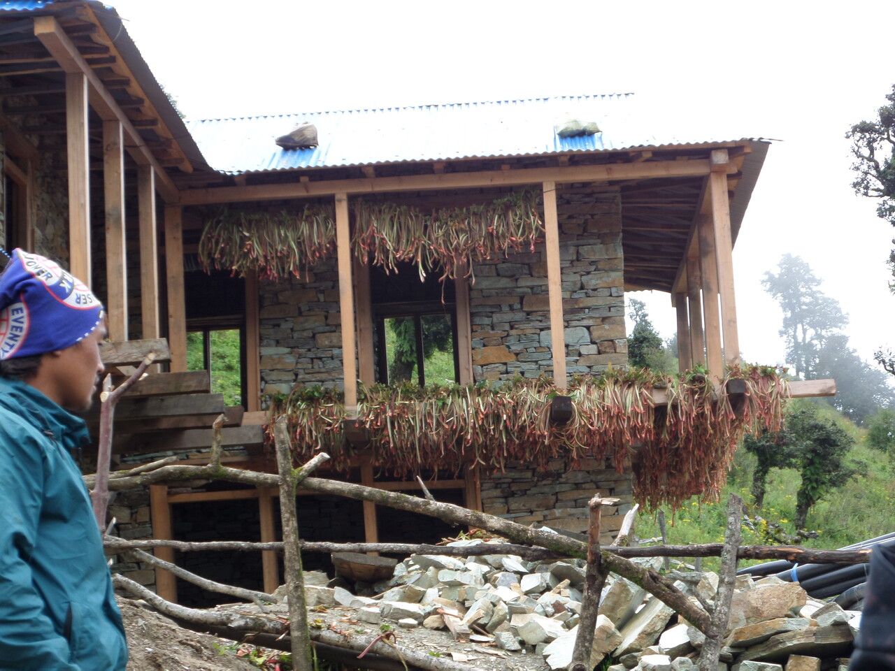 Rheum acuminatum other