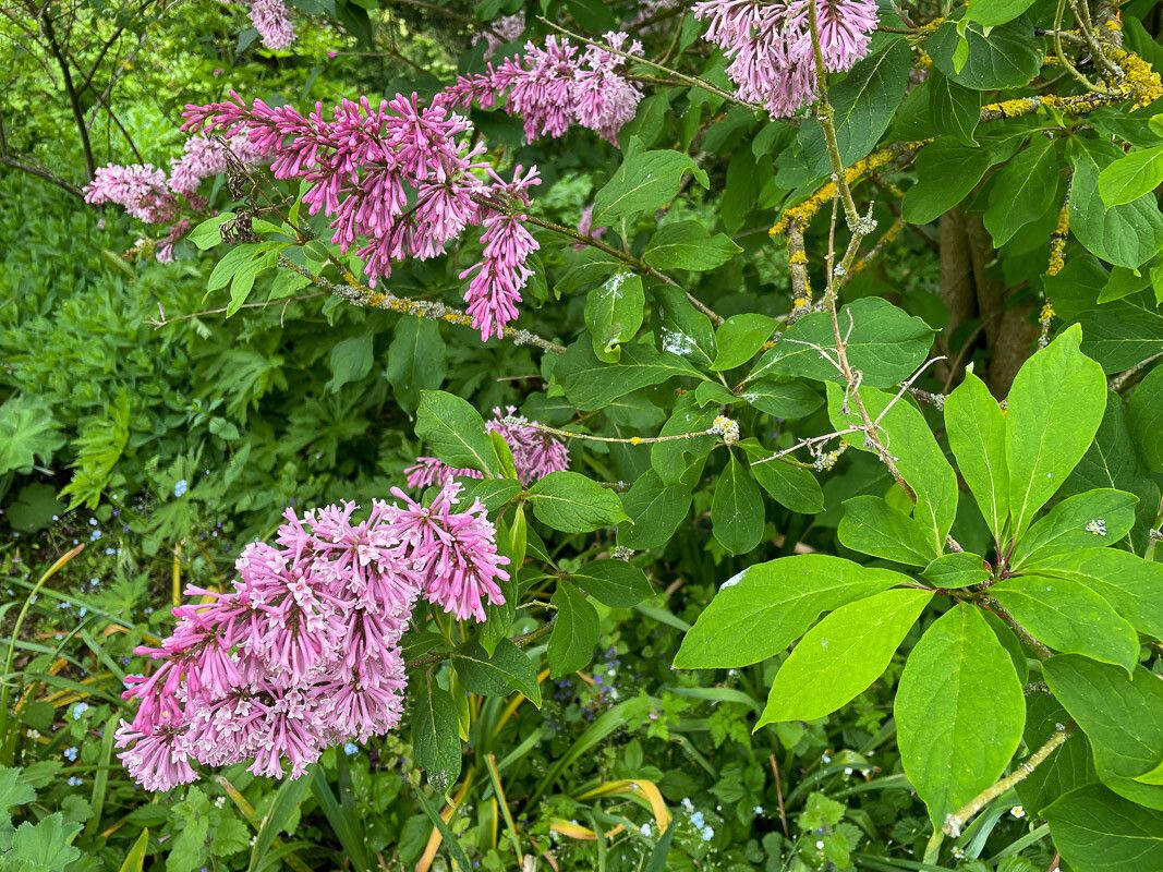 Syringa villosa flower
