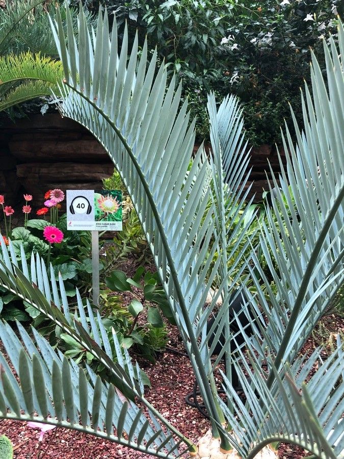 Encephalartos lehmannii leaf