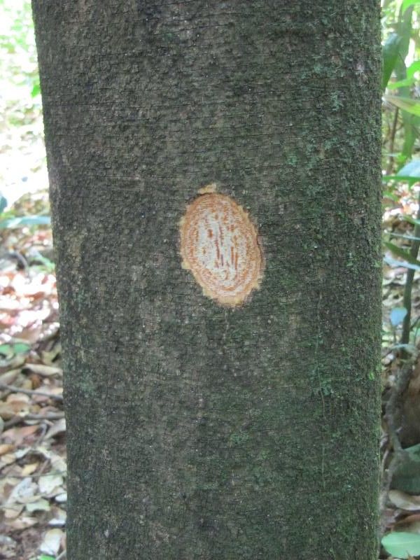 Agonandra silvatica other