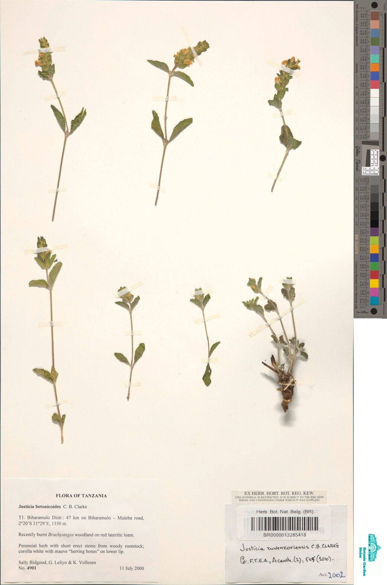 Justicia ruwenzoriensis other