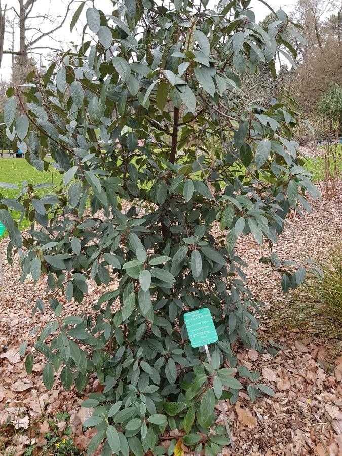 Viburnum cylindricum habit