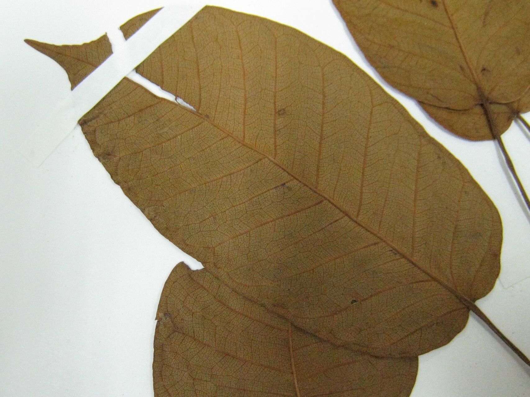 Ficus cremersii other