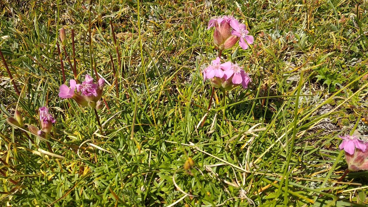 Saponaria caespitosa habit