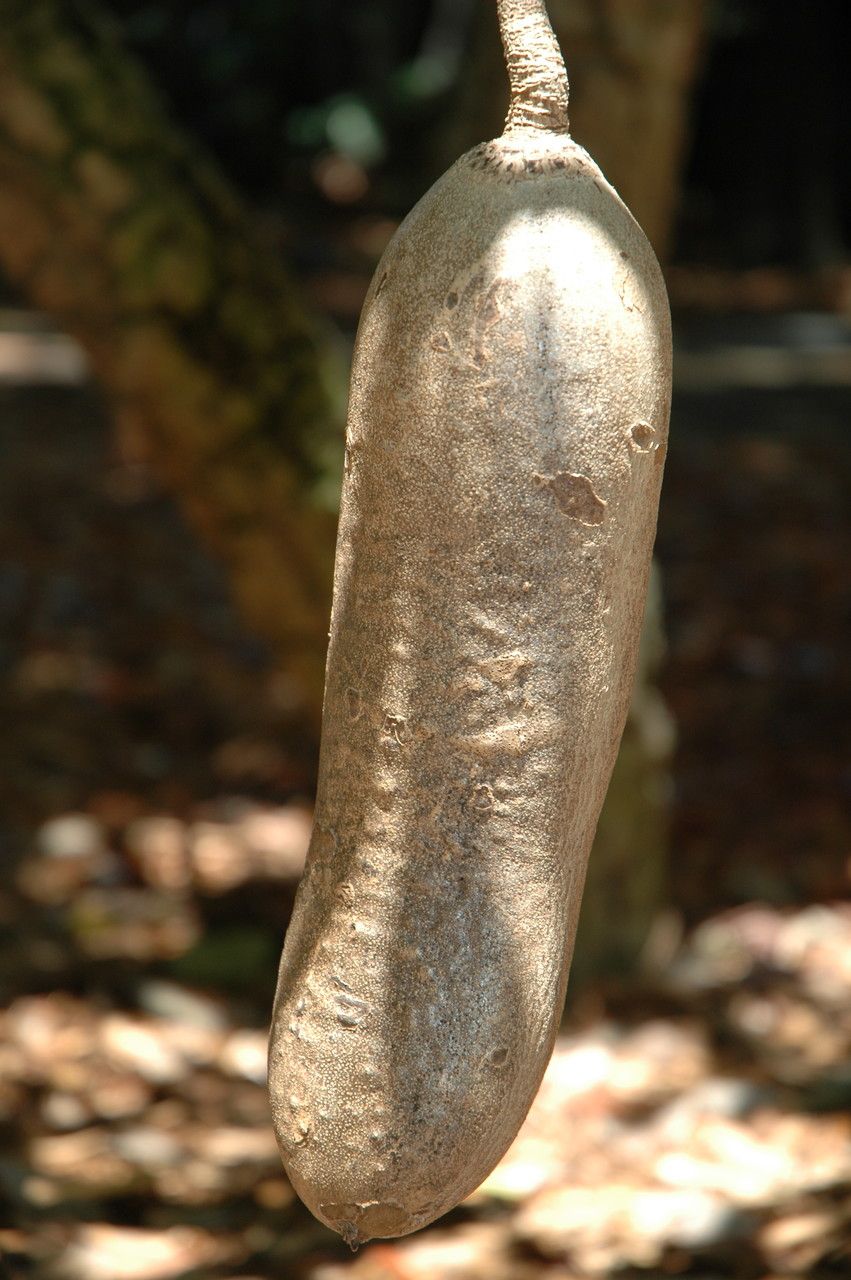 Kigelia africana fruit