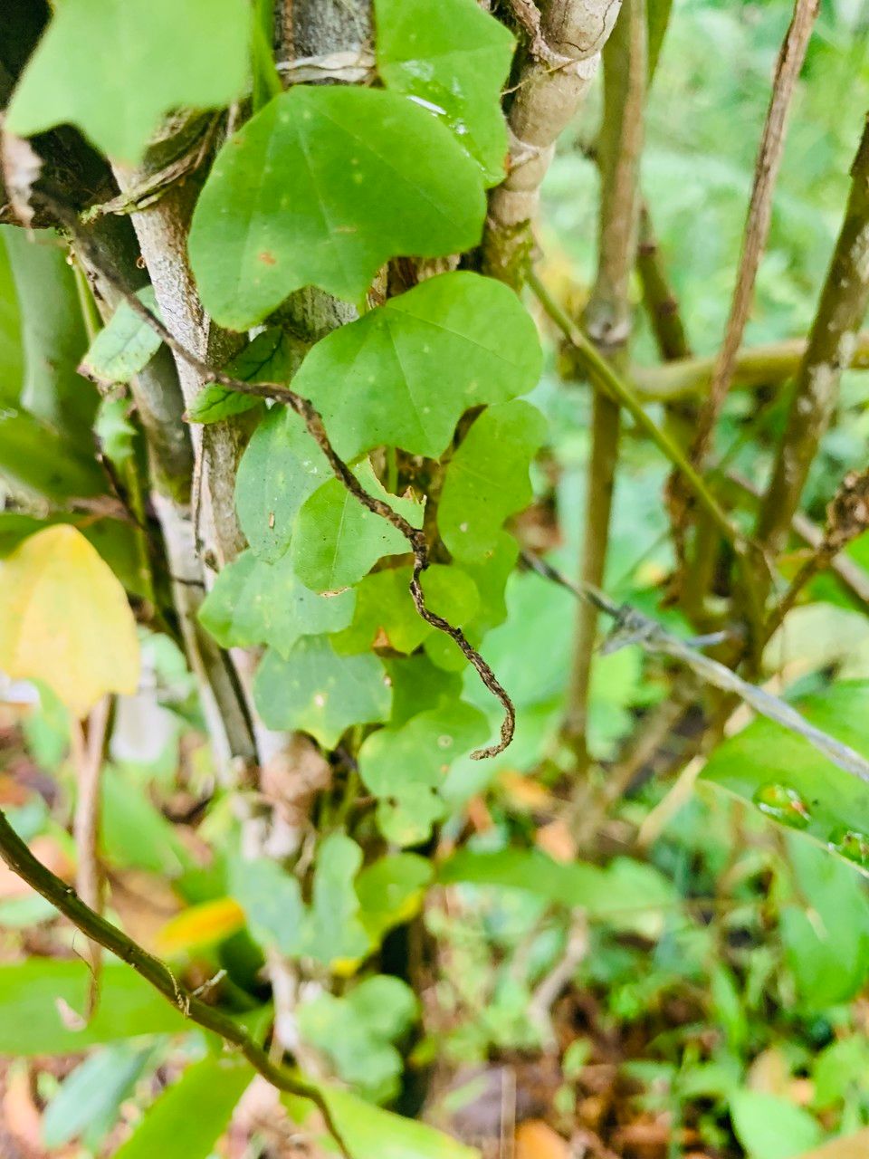 Passiflora lancearia leaf