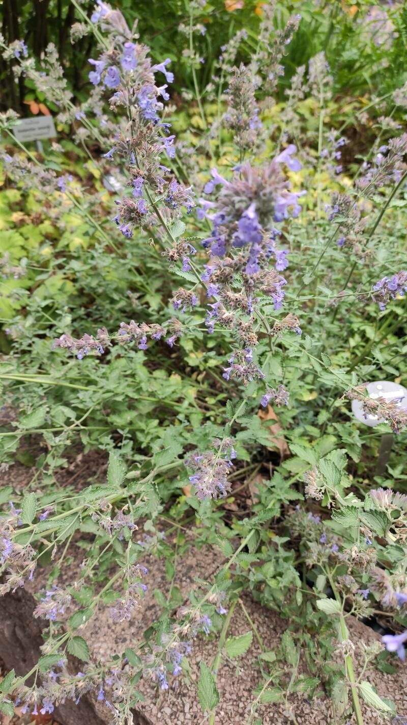 Nepeta × faasenii habit