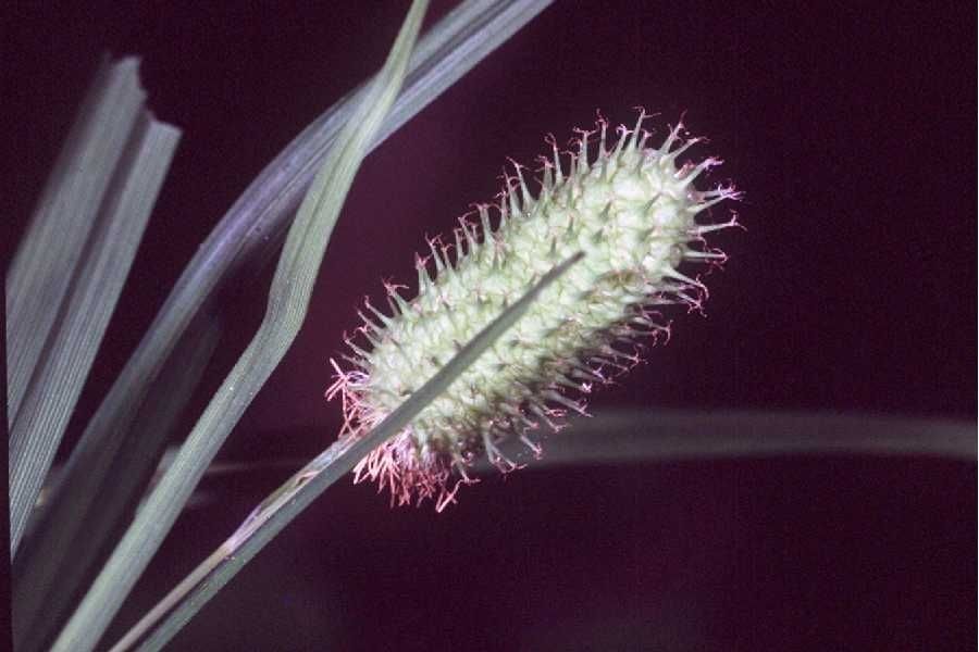 Carex typhina flower