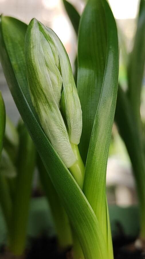 Ornithogalum balansae habit