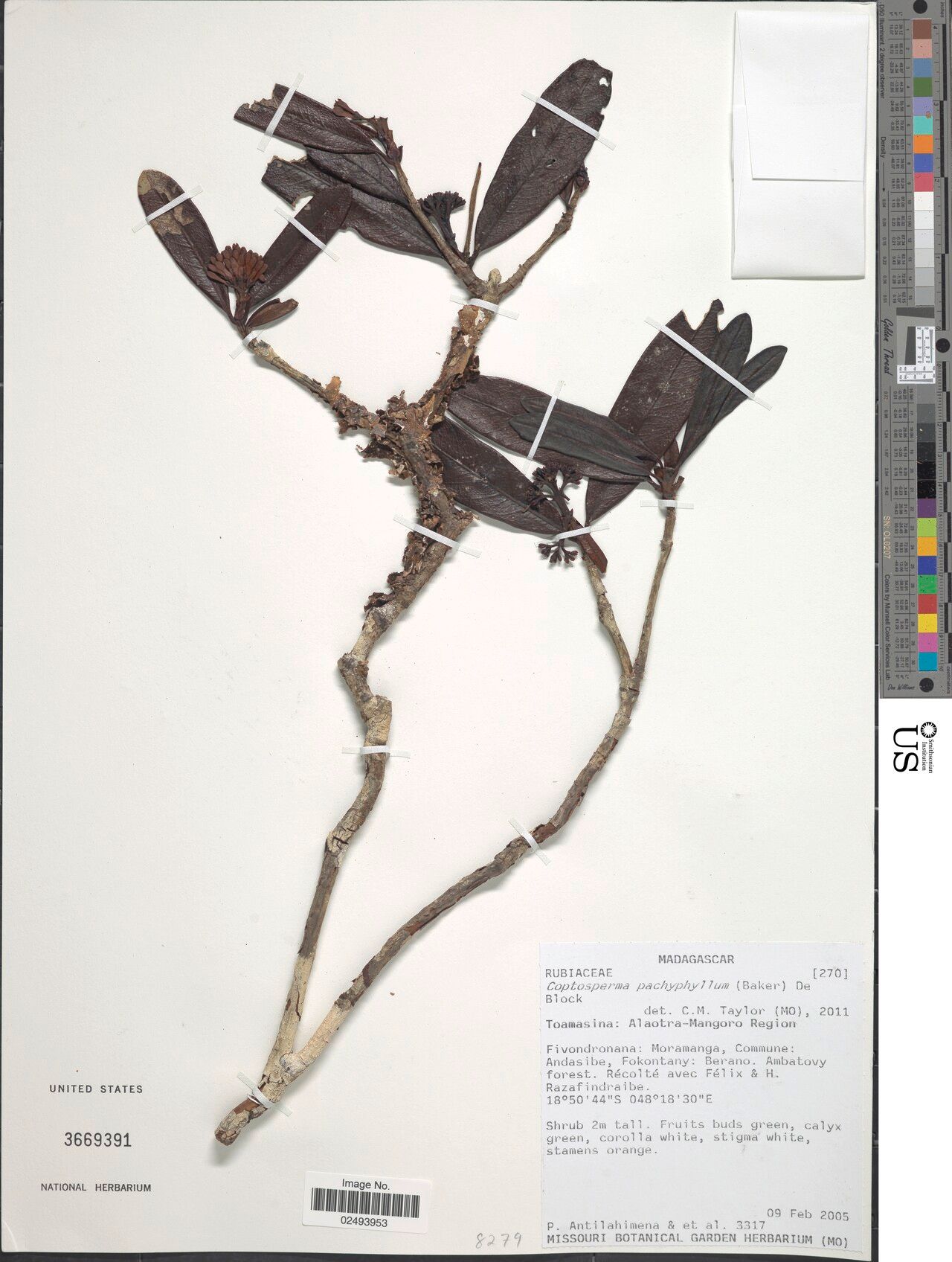 Coptosperma pachyphyllum — houseplant care guide