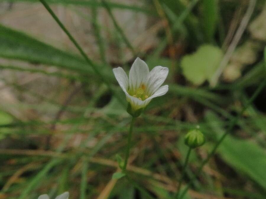 Linum catharticum flower