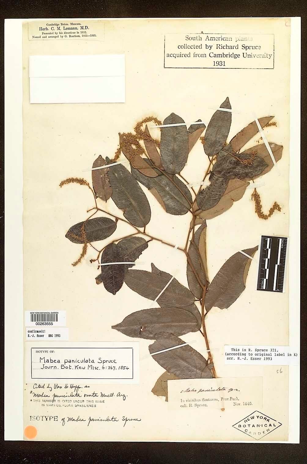 Mabea paniculata other