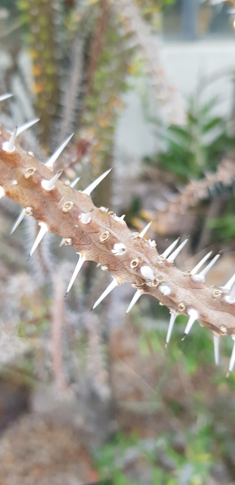 Alluaudia procera bark