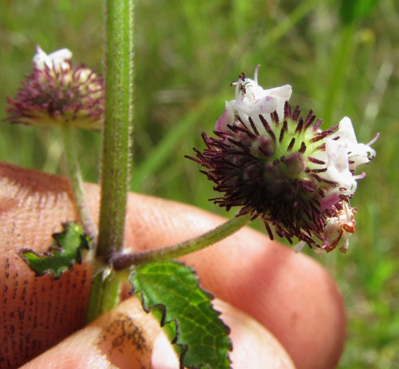 Hyptis recurvata other