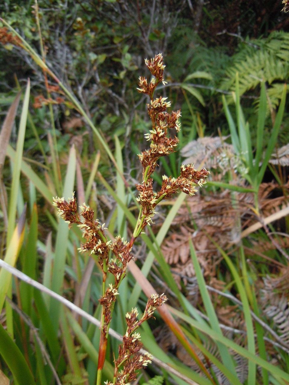 Machaerina maingayi — houseplant care guide