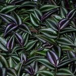 Tradescantia zebrina
