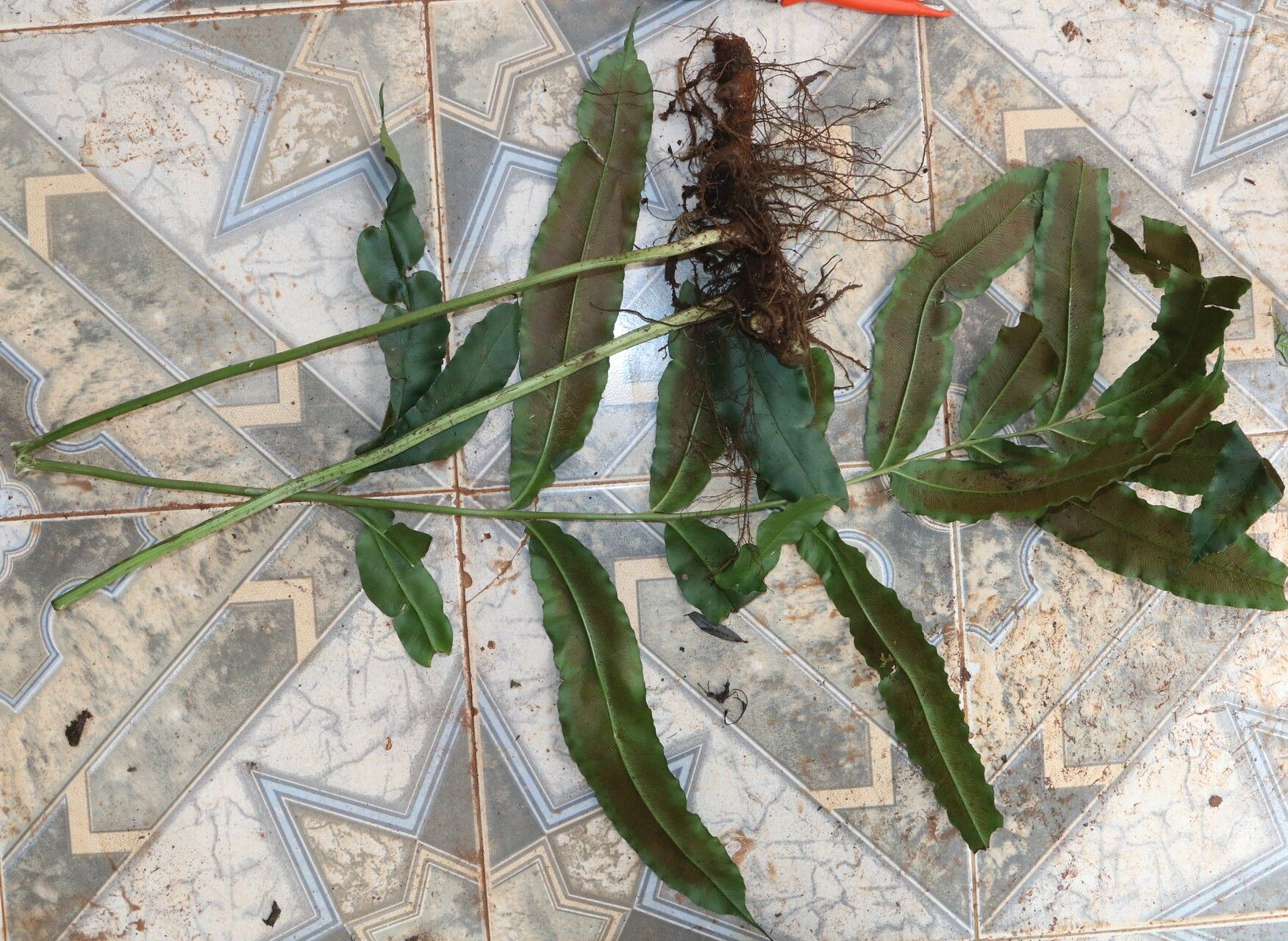 Coniogramme africana habit