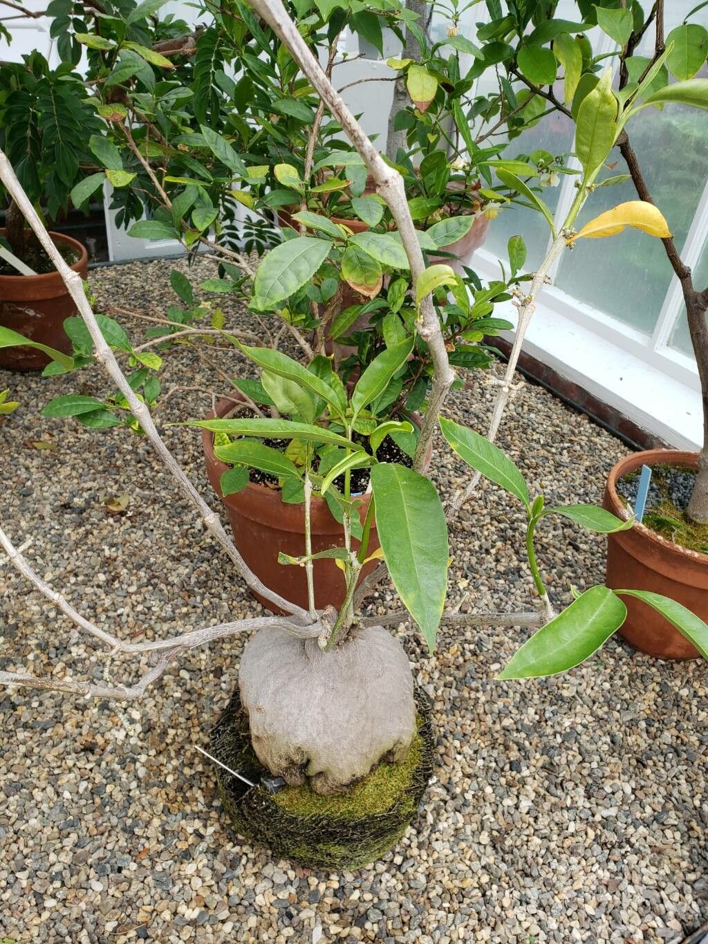 Hydnophytum radicans habit