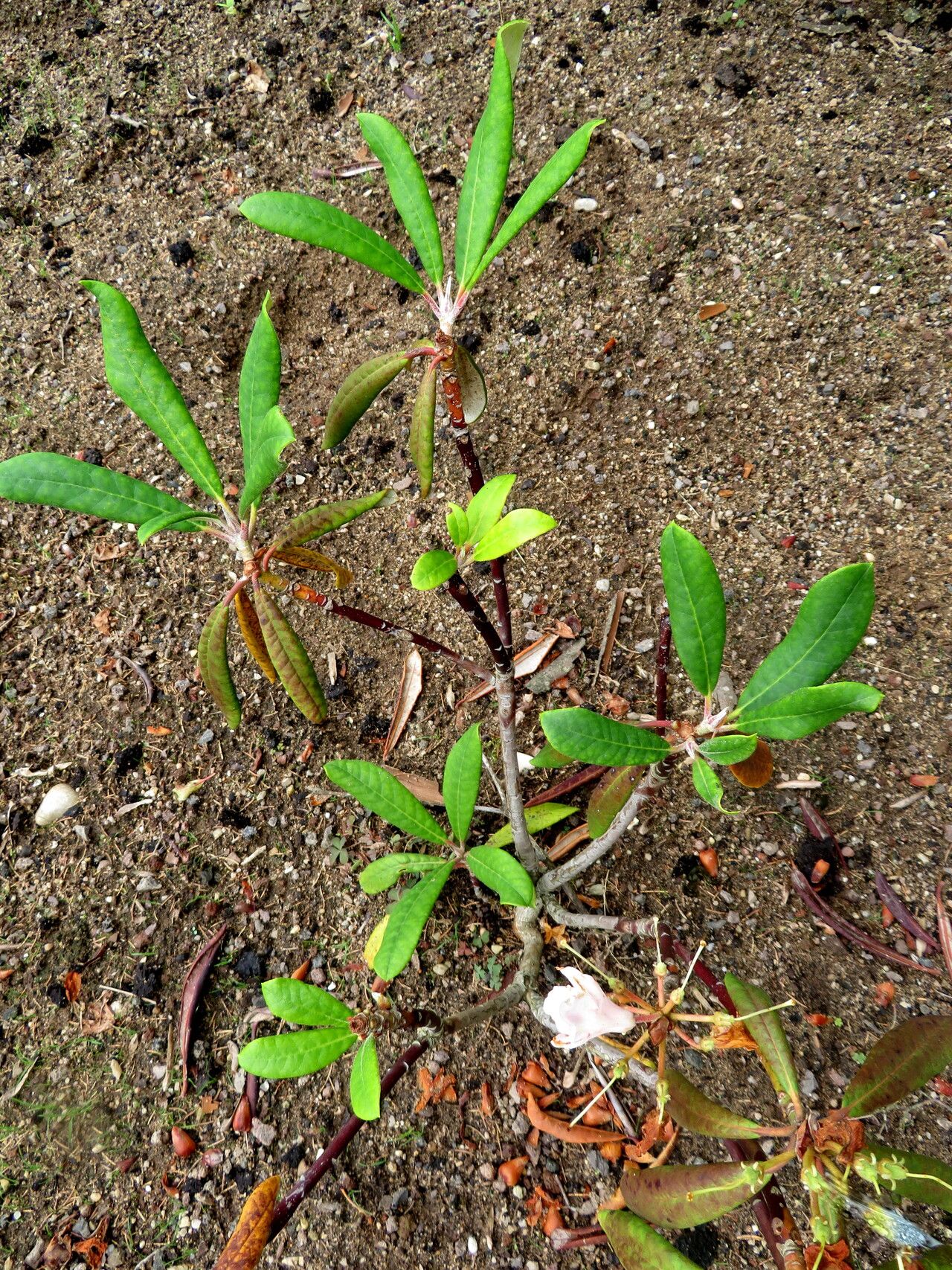 Rhododendron ungernii habit