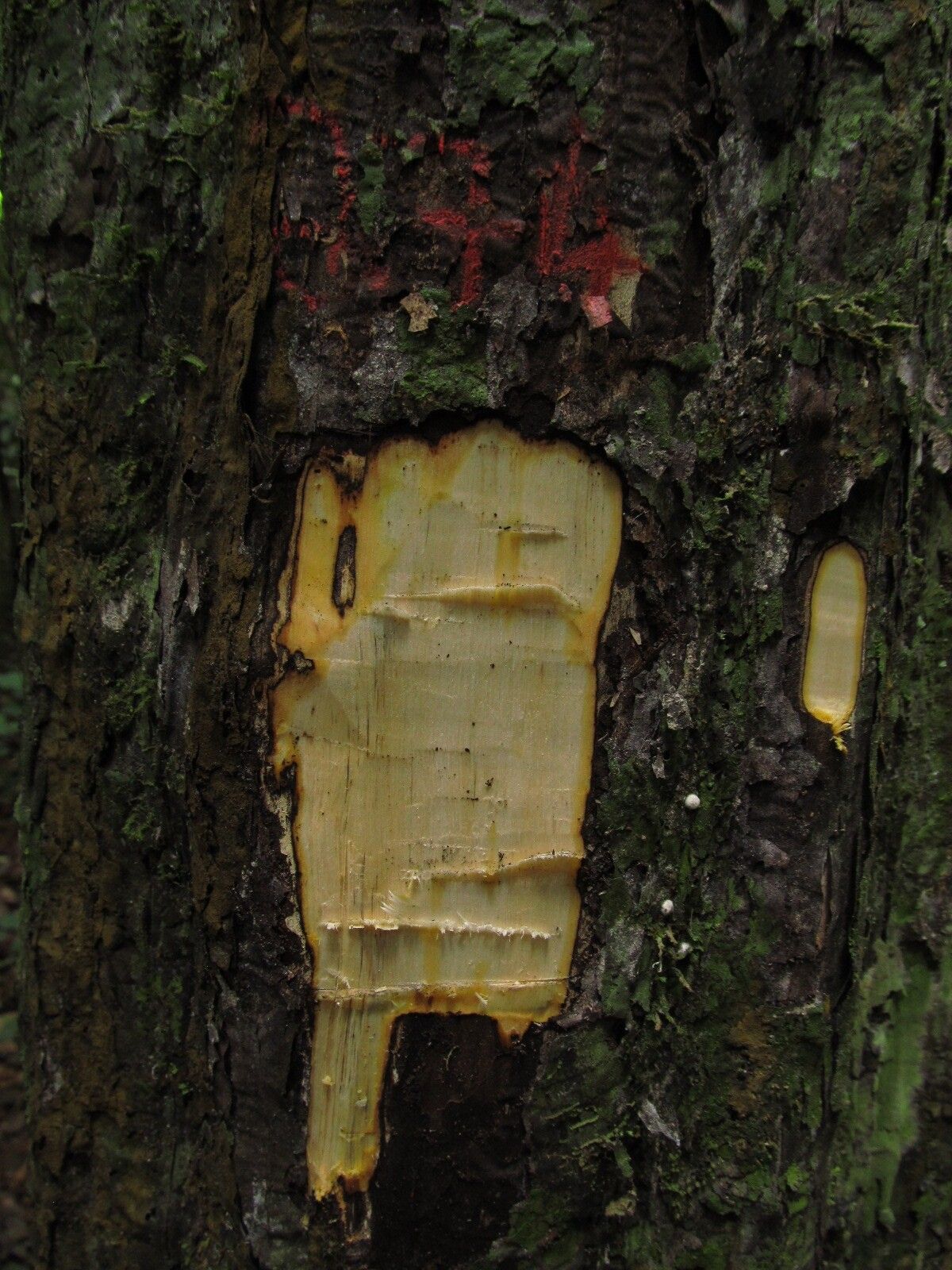 Diospyros dendo — houseplant care guide