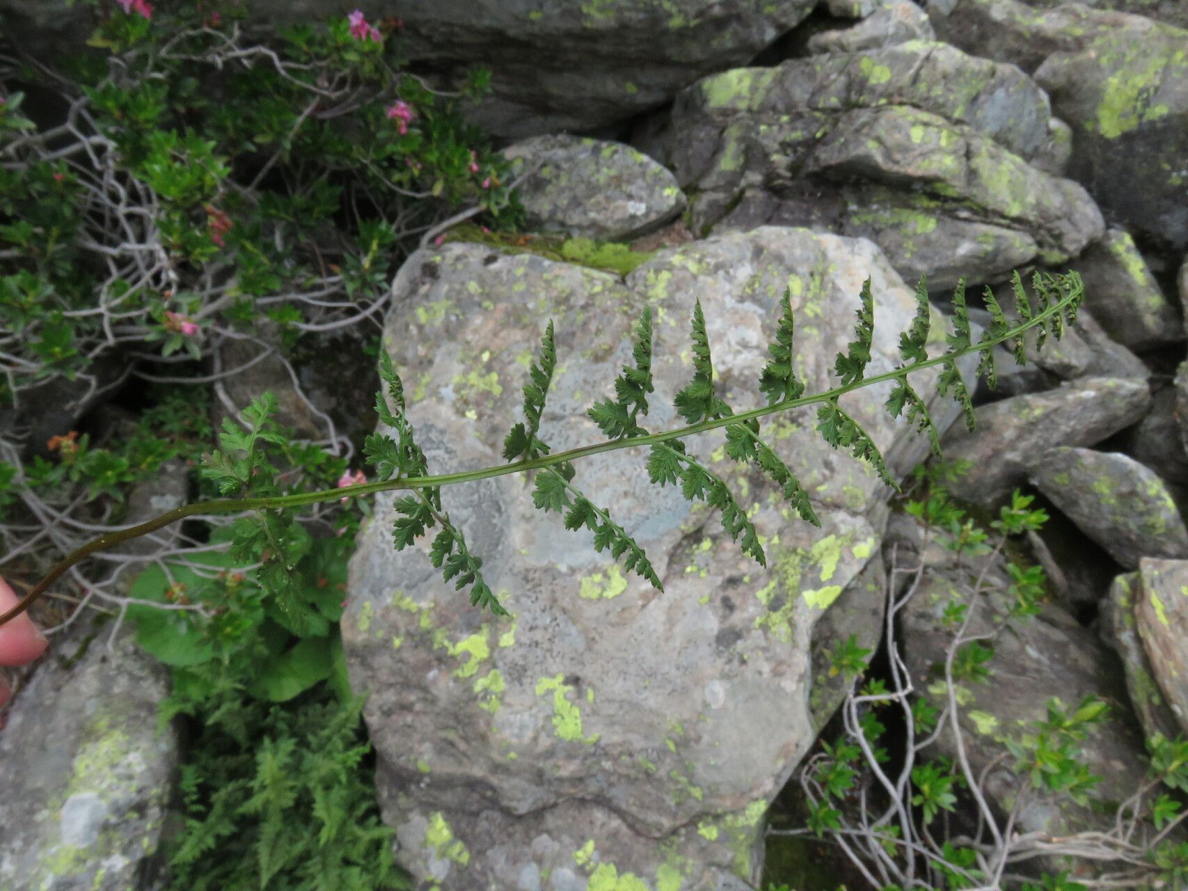 Cystopteris alpina leaf