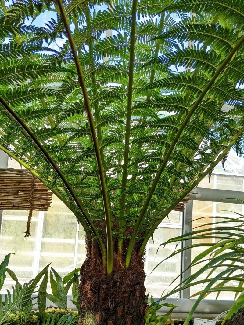 Dicksonia sellowiana leaf