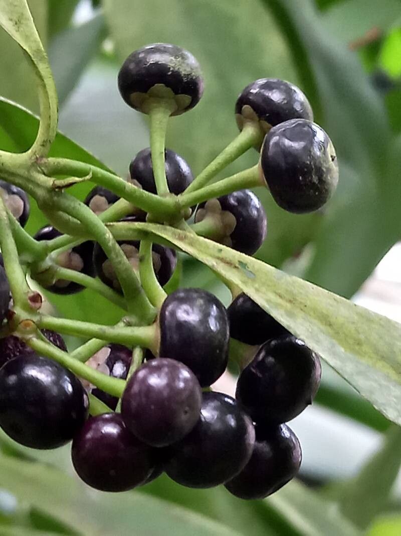 Ardisia polycephala fruit