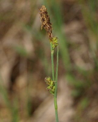 Carex meadii flower