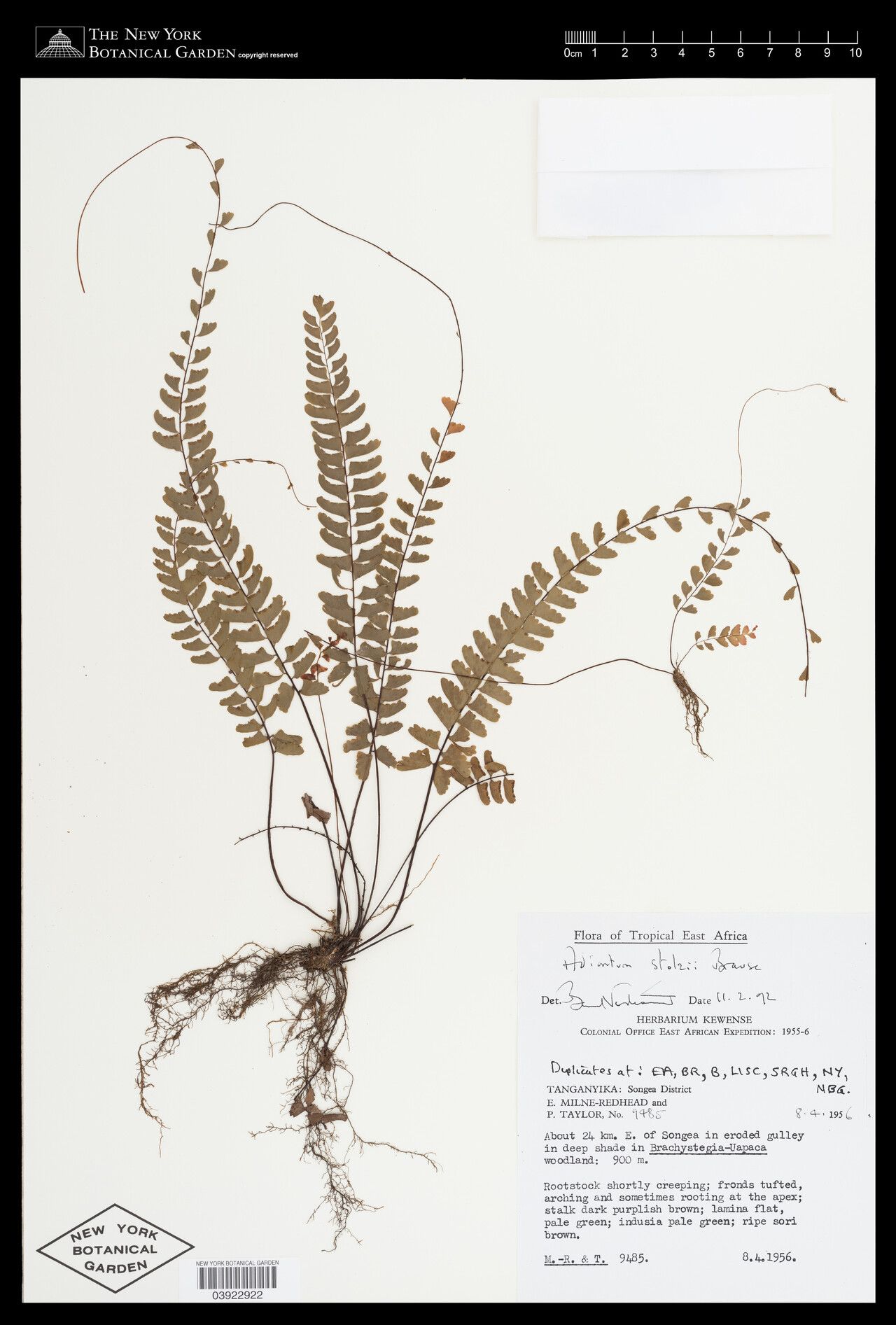 Adiantum stolzii — houseplant care guide