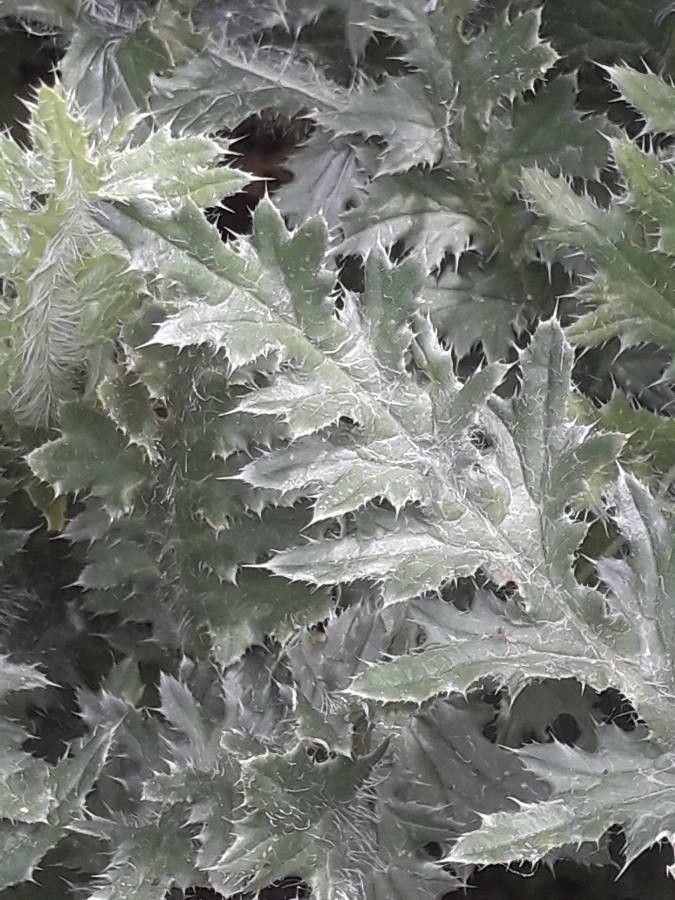 Carduus kerneri — search result for 'Carduus'