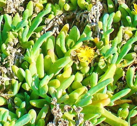 Malephora framesii — related species from the same genus