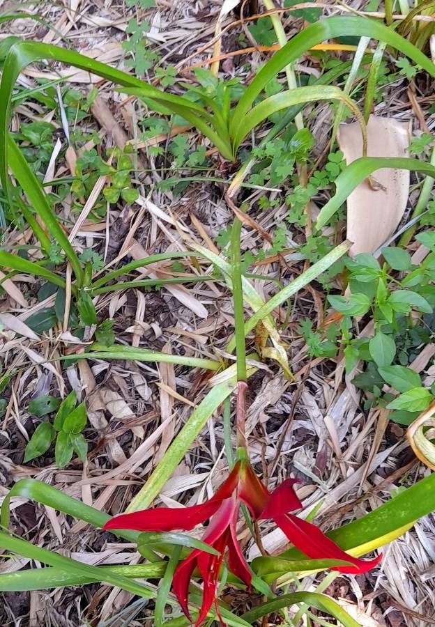 Sprekelia formosissima habit