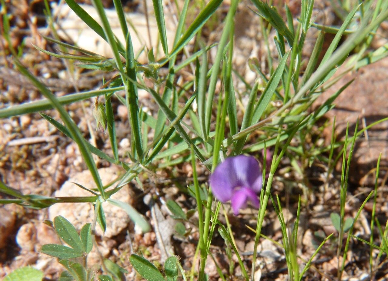 Lathyrus angulatus