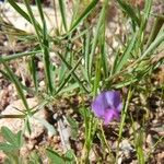 Lathyrus angulatus