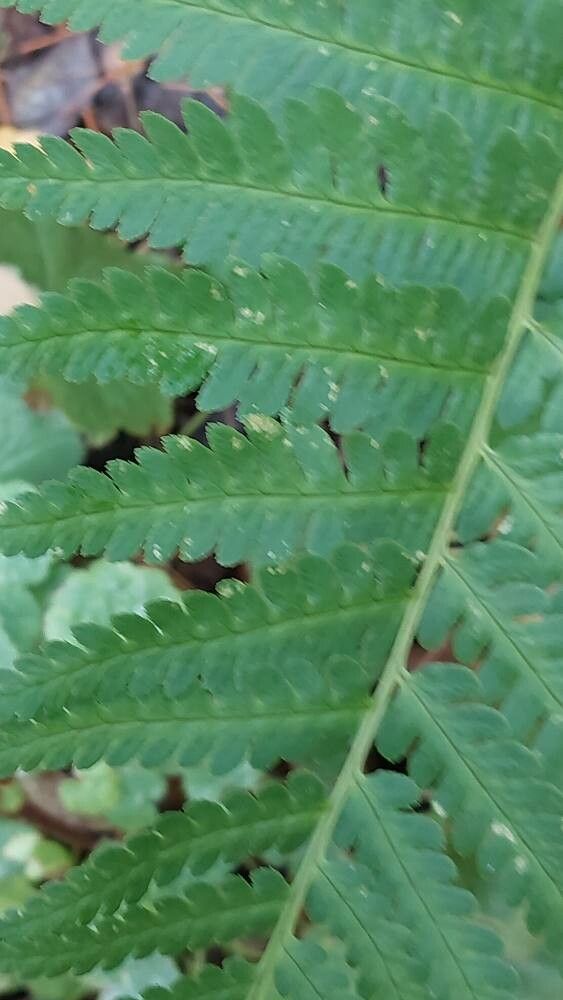 Dryopteris celsa leaf