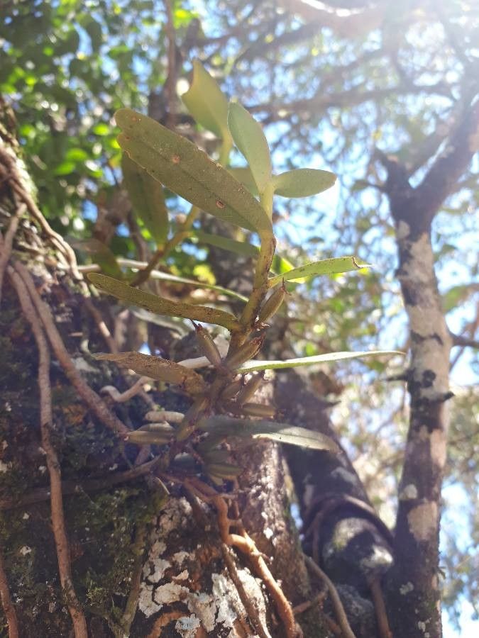 Campylocentrum neglectum leaf