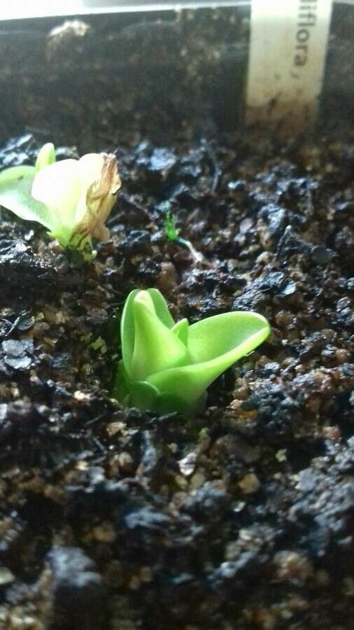 Pinguicula grandiflora — search result for 'Lentibulariaceae'