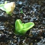 Pinguicula grandiflora