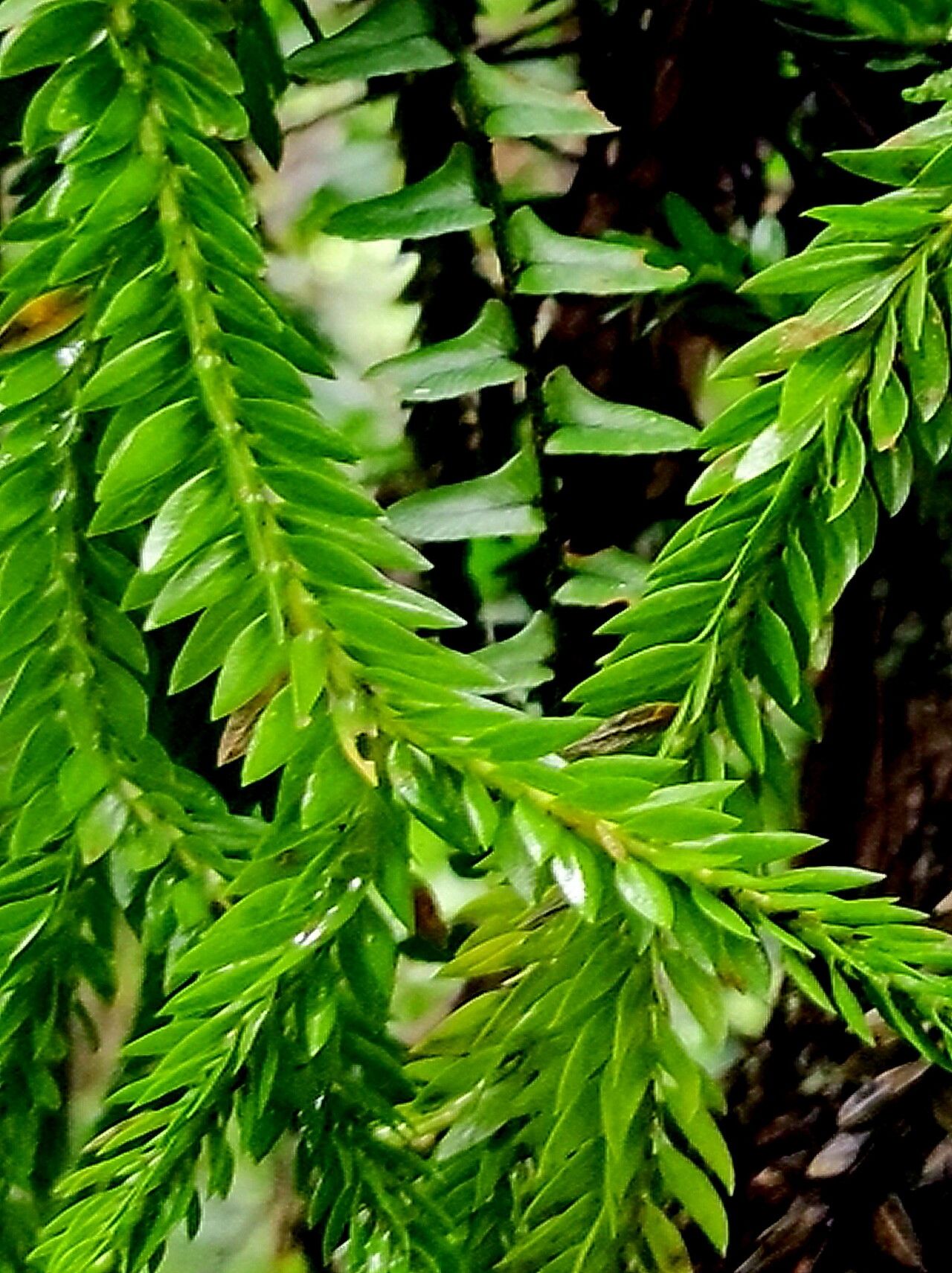 Huperzia fordii — search result for 'Huperzia'