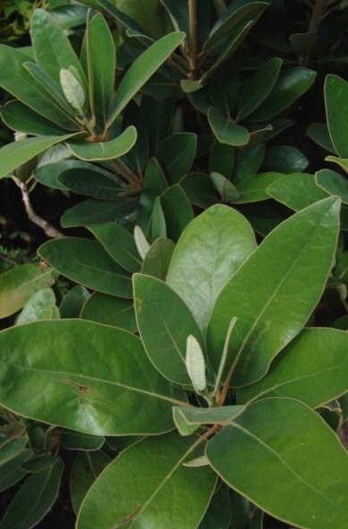 Litsea ferruginea — search result for 'Litsea'