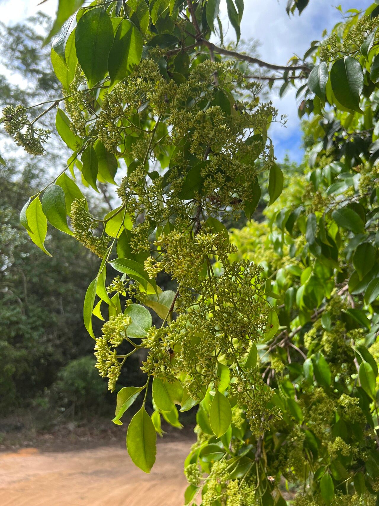 Sacoglottis mattogrossensis flower