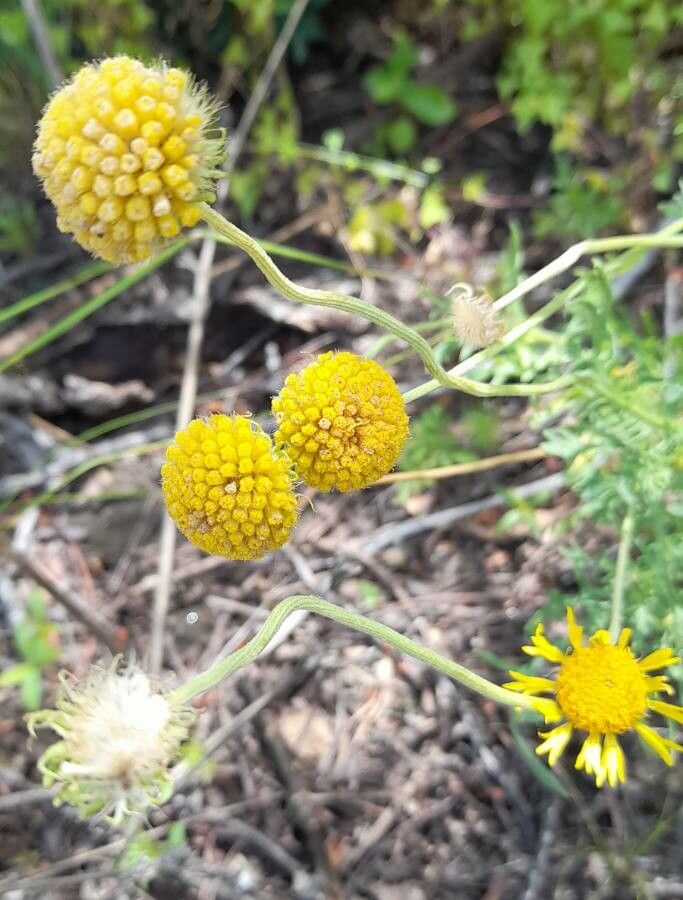 Gaillardia megapotamica flower