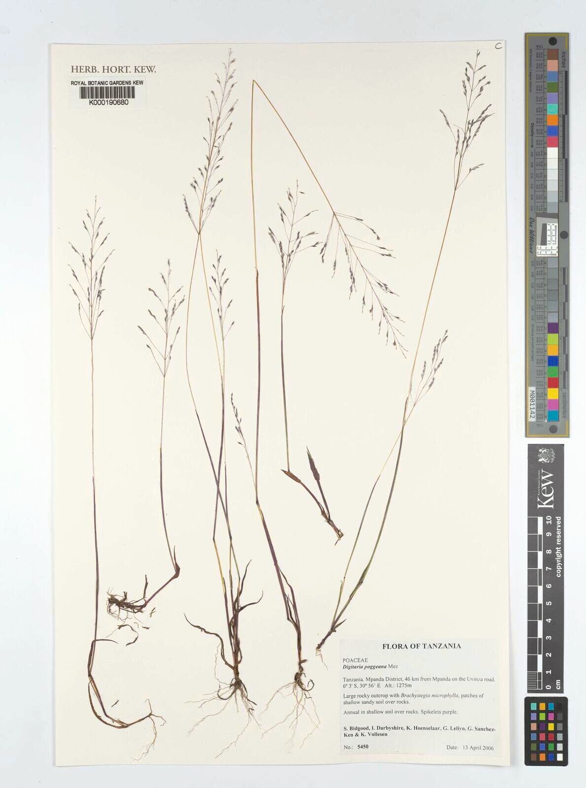 Digitaria poggeana — houseplant care guide