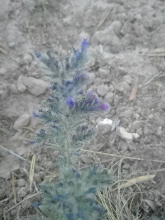 Echium trygorrhizum — houseplant care guide