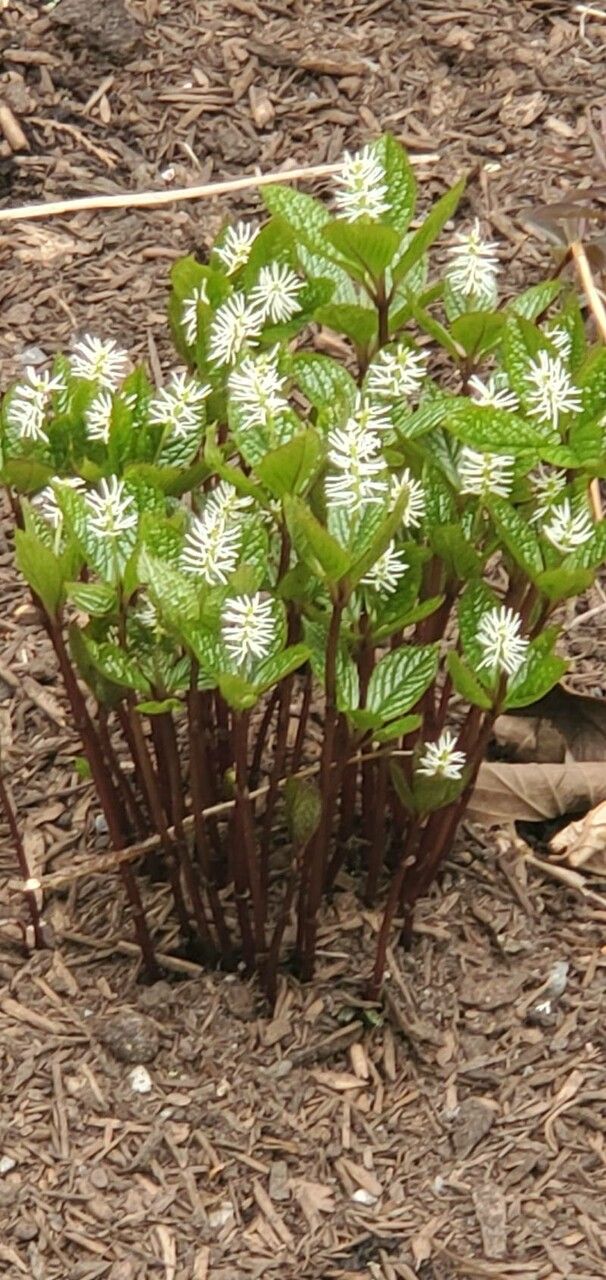Chloranthus japonicus flower