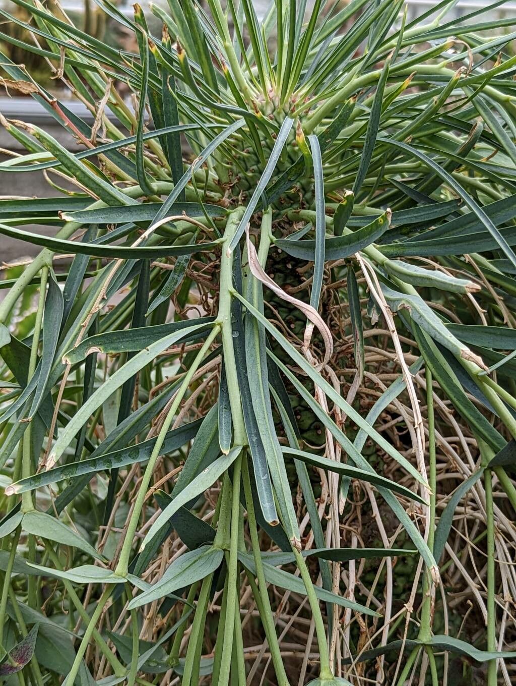 Euphorbia monteiroi leaf